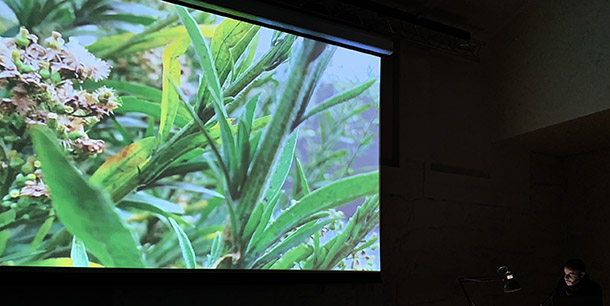 [masterclass, 2024] speculative objects on vegetation and disturbance